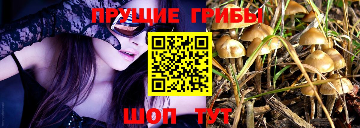 Великий Устюг  Псилоцибиновые грибы Cubensis  Вход с VPN 
